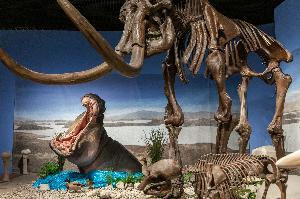 Eiszeitliche Begegnung: Flusspferd trifft Mammut