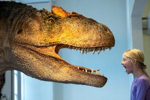 Ein Dino zieht ins Museum ein